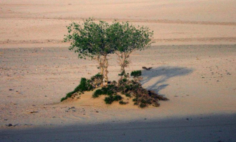 Saudi: Measures taken for further tackling vegetation loss and desertification